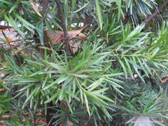 Podocarpus neriifolius