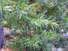Podocarpus neriifolius