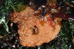 Aplidium coei