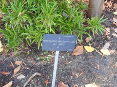 Podocarpus macrophyllus maki