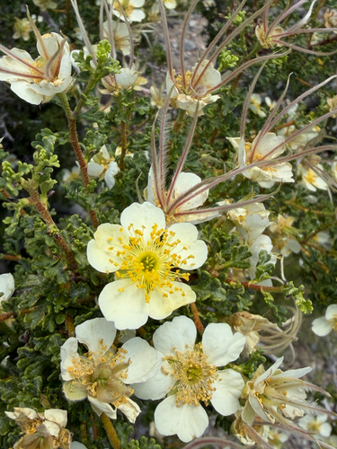 Stansbury's Cliffrose