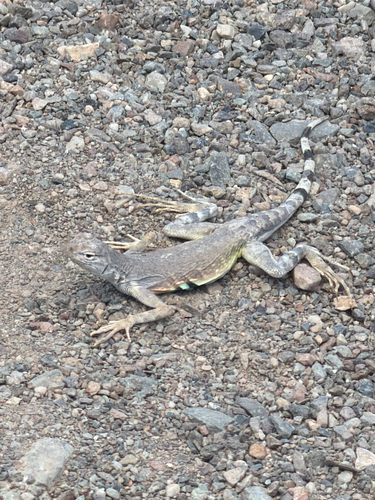Zebra-tailed Lizard