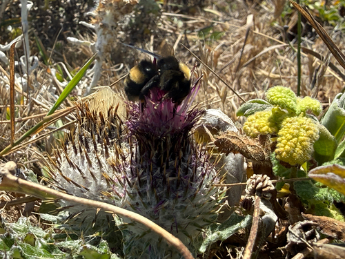 Crotch's Bumble Bee photo 3
