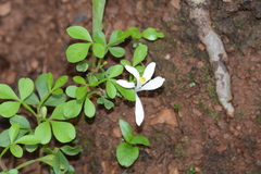 Naregamia alata