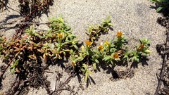 Pectis multiflosculosa