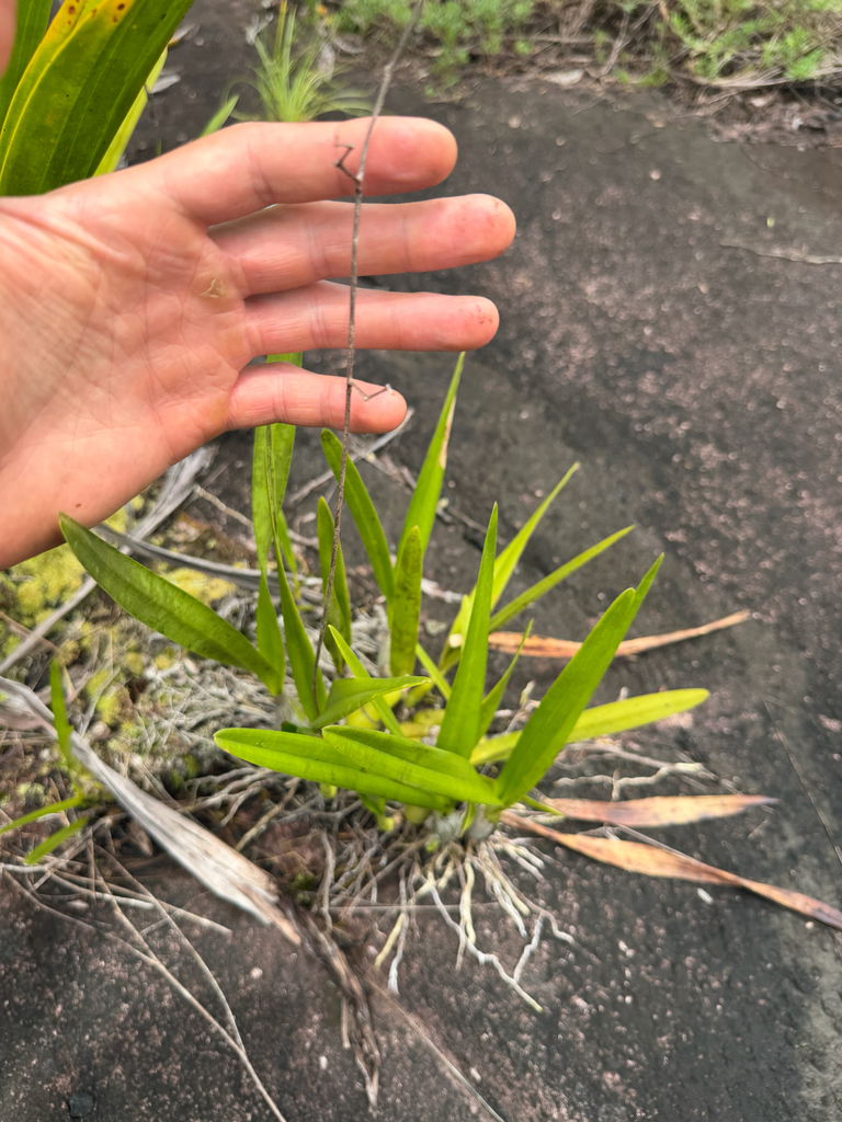 Encyclia granitica (Lindl.) Schltr.