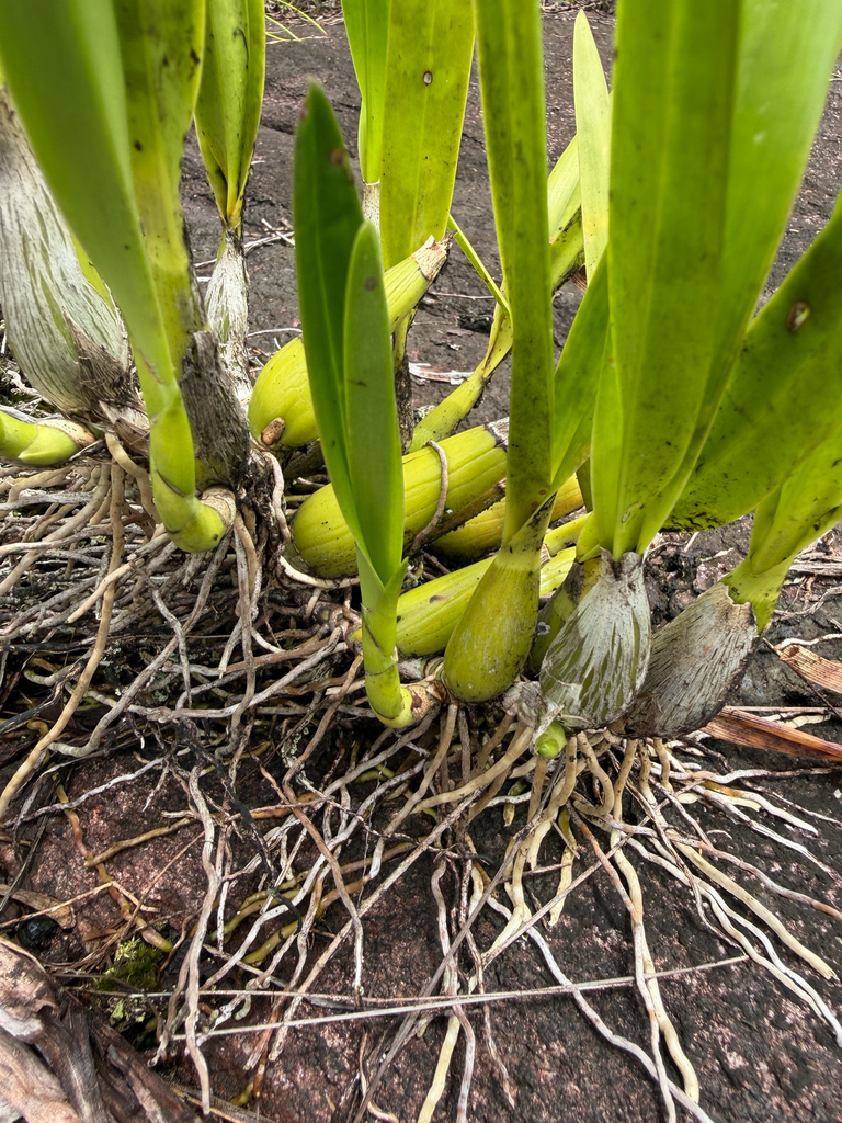 Encyclia granitica (Lindl.) Schltr. 2