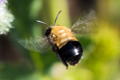 Habropoda tristissima