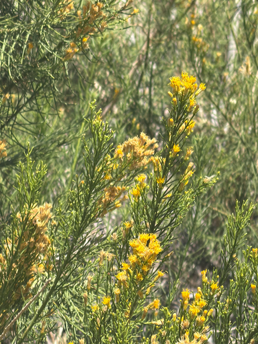 Ericameria paniculata, photograph 1
