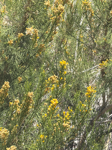 Ericameria paniculata, photograph 2