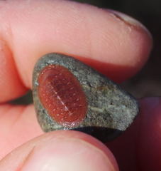 Lepidozona interstincta