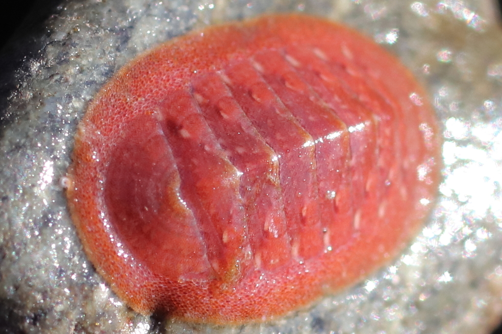 Lepidozona interstincta