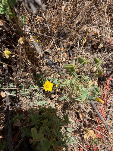 Oxalis californica