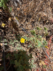 Oxalis californica