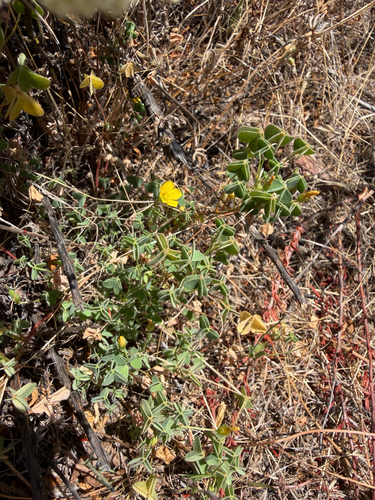 Oxalis californica, photograph 2