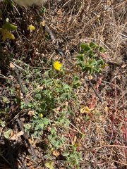 (c) Rachel Allingham, some rights reserved (CC BY) Oxalis californica, photograph (c) Rachel Allingham, some rights reserved (CC BY)