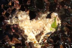 Eupentacta pseudoquinquesemita