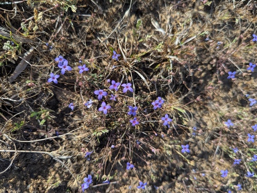 Houstonia pusilla, photograph 4