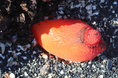 Halocynthia aurantium