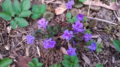 Glechoma hederacea