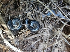 Ommatoiulus sabulosus aimatopodus