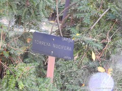 Torreya nucifera