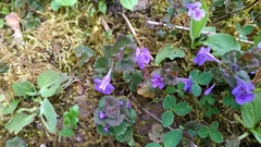 Glechoma hederacea