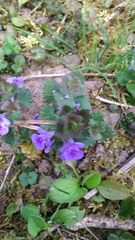 Glechoma hederacea