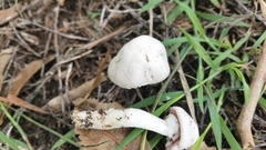 Agaricus altipes
