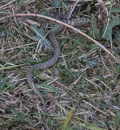 North American Racer