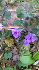 Glechoma hederacea