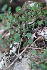 Chenopodium trigonon