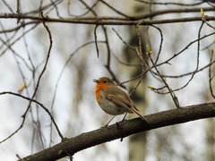 Erithacus rubecula