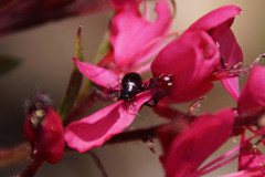 Coleoptera