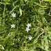 Lobelia angulata 2