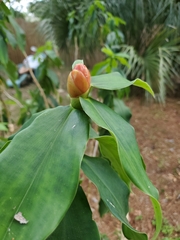 Costus woodsonii