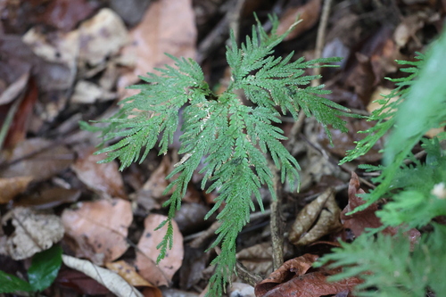 Selaginella willdenowii, photograph 1