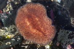 Kaburakia excelsa
