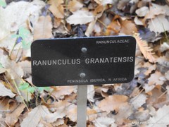 Ranunculus granatensis