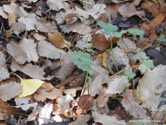 Ranunculus granatensis