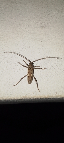 Coeleburia stigma