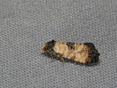 Neocochylis dubitana