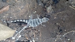 Xenosaurus platyceps