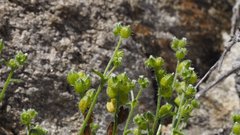 Cryptantha cycloptera
