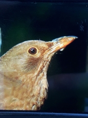Turdus merula