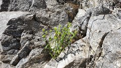 Cryptantha cycloptera