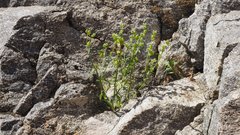 Cryptantha cycloptera