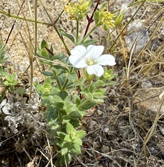 Sabulina douglasii, photograph author not stated, no rights reserved