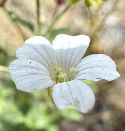 Sabulina douglasii, photograph 5