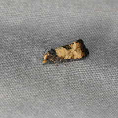 Neocochylis dubitana